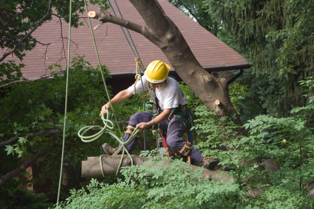 Best Hazardous Tree Removal  in Princeville, HI